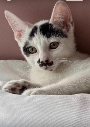 Adopter Bigoti