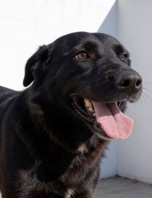 Adopter Zia