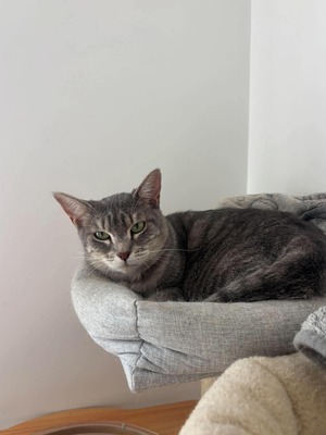 Adopter Perle
