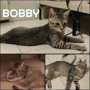 Adopter BOBBY