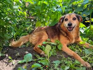 Adopter ALTAN