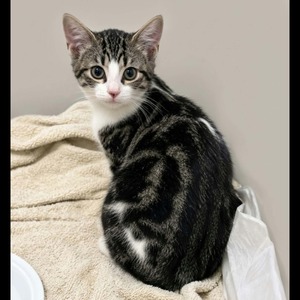 Adopter Griotte