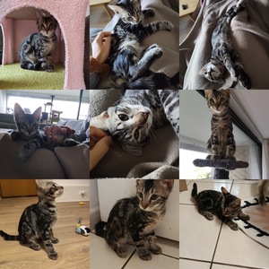 Adopter Bubulle