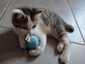 Adopter Bentley