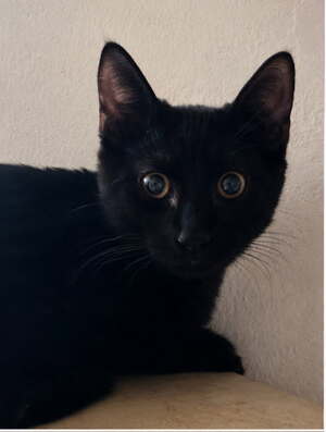 Adopter benjy