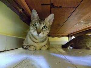 Adopter Saga