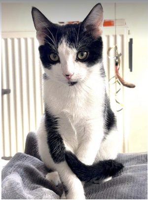 Adopter Sirius