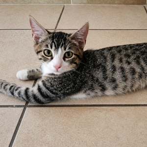 Adopter TIGO