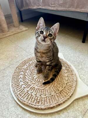 Adopter Buzz