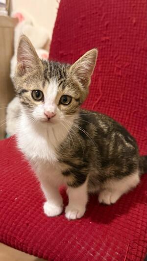 Adopter Romane