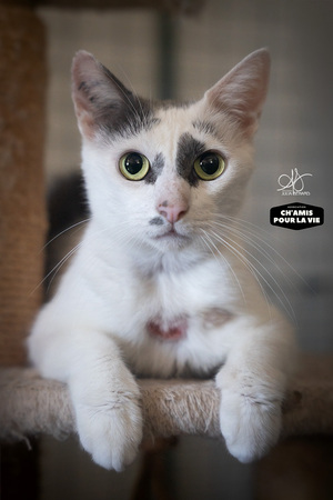 Adopter Emmy