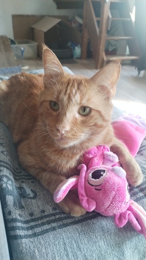 Adopter P’Tit Père 
