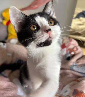 Adopter Mérida