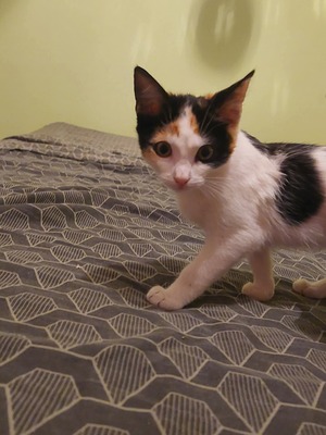 Adopter Nova