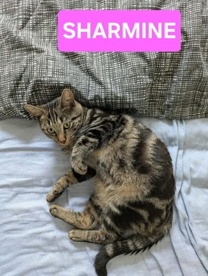 Adopter Sharmine 