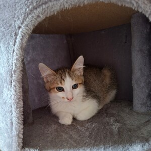 Adopter Bouzouk