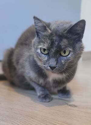 Adopter Satie