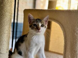 Adopter BABY
