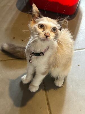 Adopter BELLA