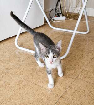 Adopter GREY