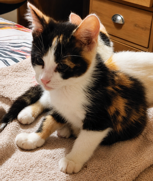 Adopter Betty Boop