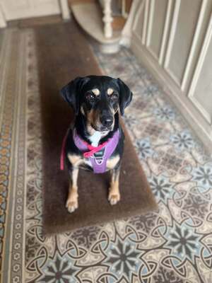 Adopter JOONA