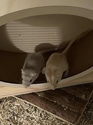 Adopter Blue tooth et wifi