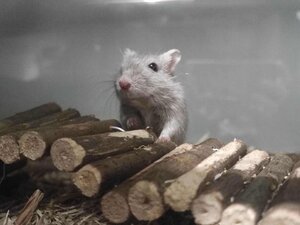 Adopter Citrouille et minnie