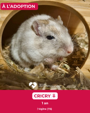 Adopter Cricy