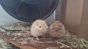 Adopter Maki et sushi