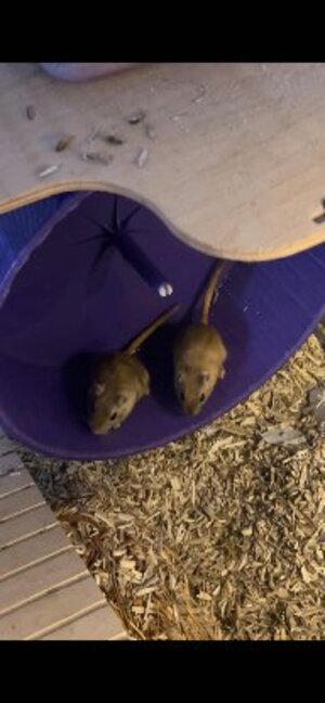 Adopter Patty et selma