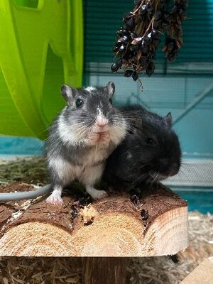 Adopter Réglisse et pastis