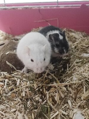 Adopter Yin et yang