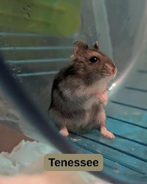 Adopter Tenessee