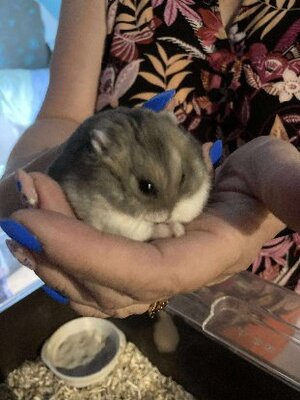 Adopter Shrek