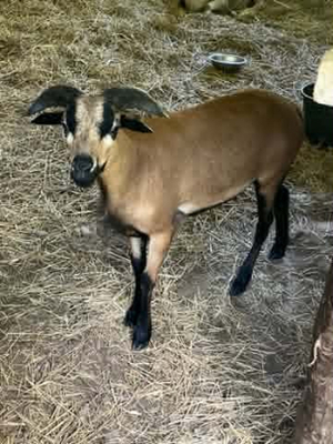 Adopter Achille
