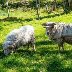 Adopter Ulysse et ragnar