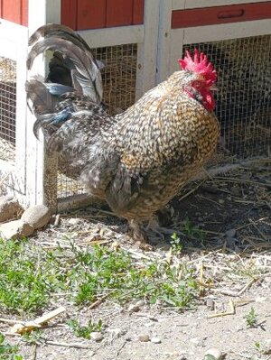 Adopter Ana et gustave