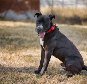 Adopter kaino