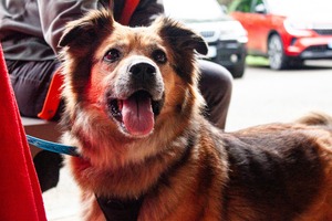 Adopter Nala
