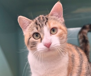 Adopter Malisse