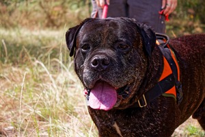 Adopter RHELFIE