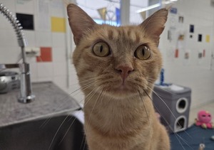 Adopter bowie