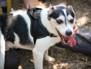 Adopter Pacha