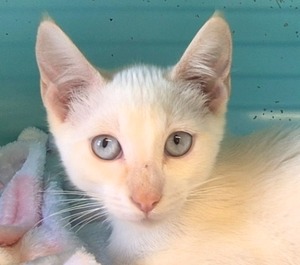Adopter RAMSES