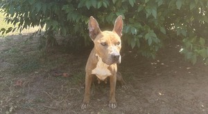 Adopter Médusa