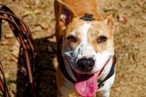 Adopter RED