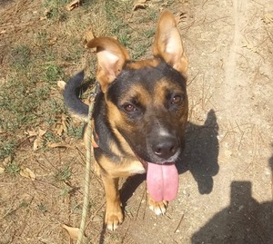 Adopter GUS
