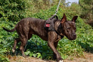 Adopter Xena