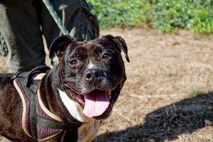 Adopter PALERM